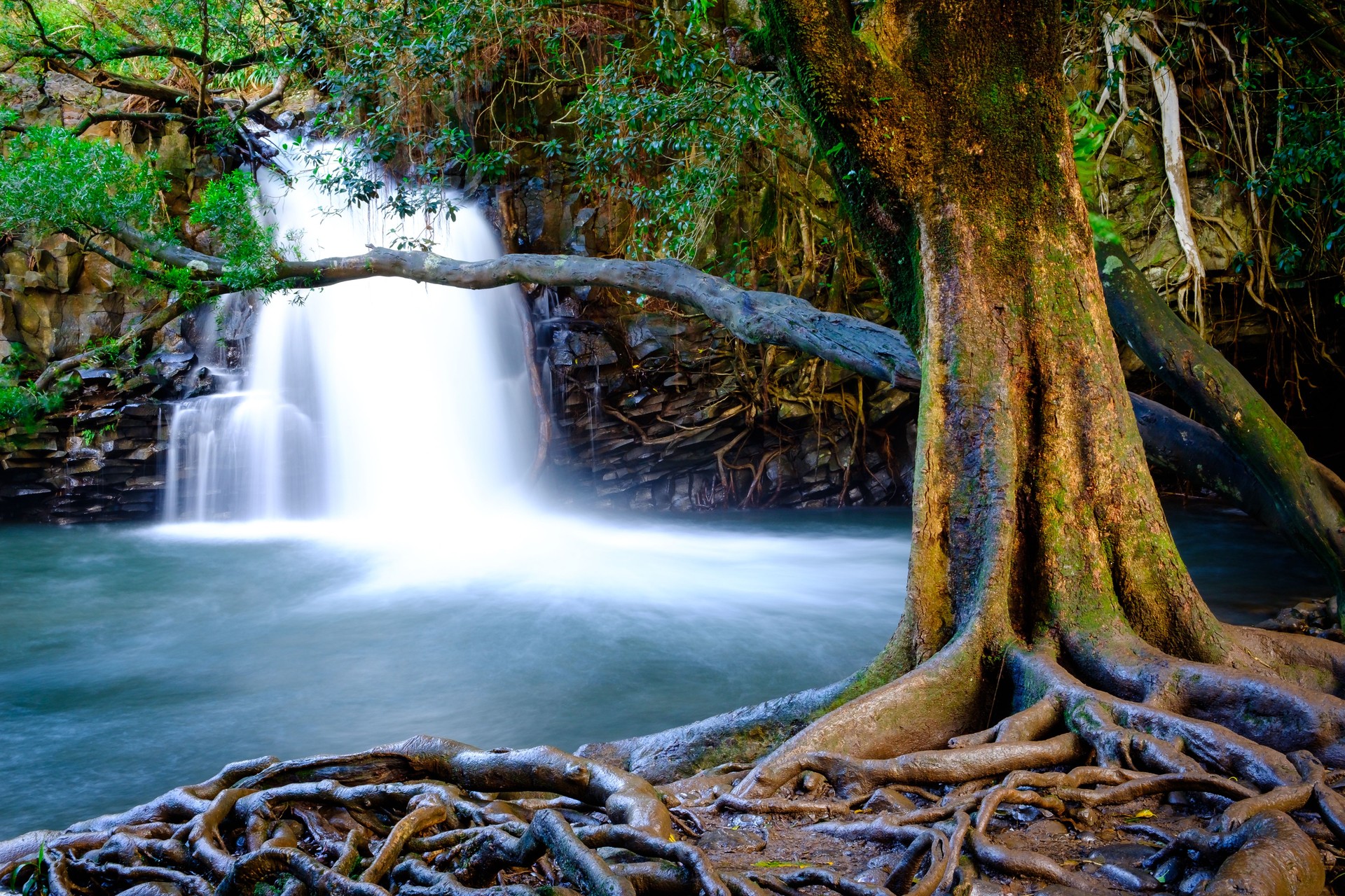 Landscape view of waterfall and old tree, Maui, Hawaii